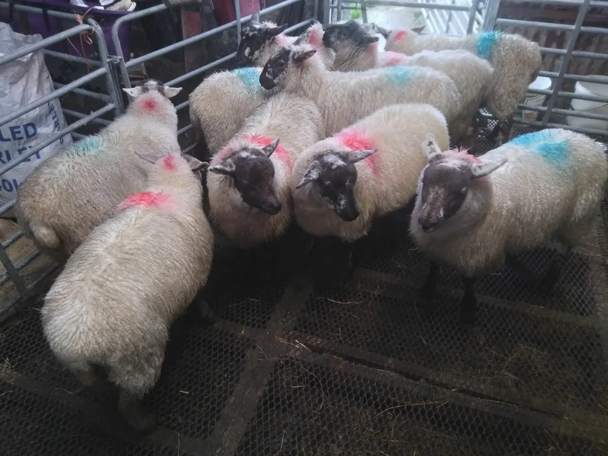 Suffolk Hilltex Cross Ewe Lambs - Image 3