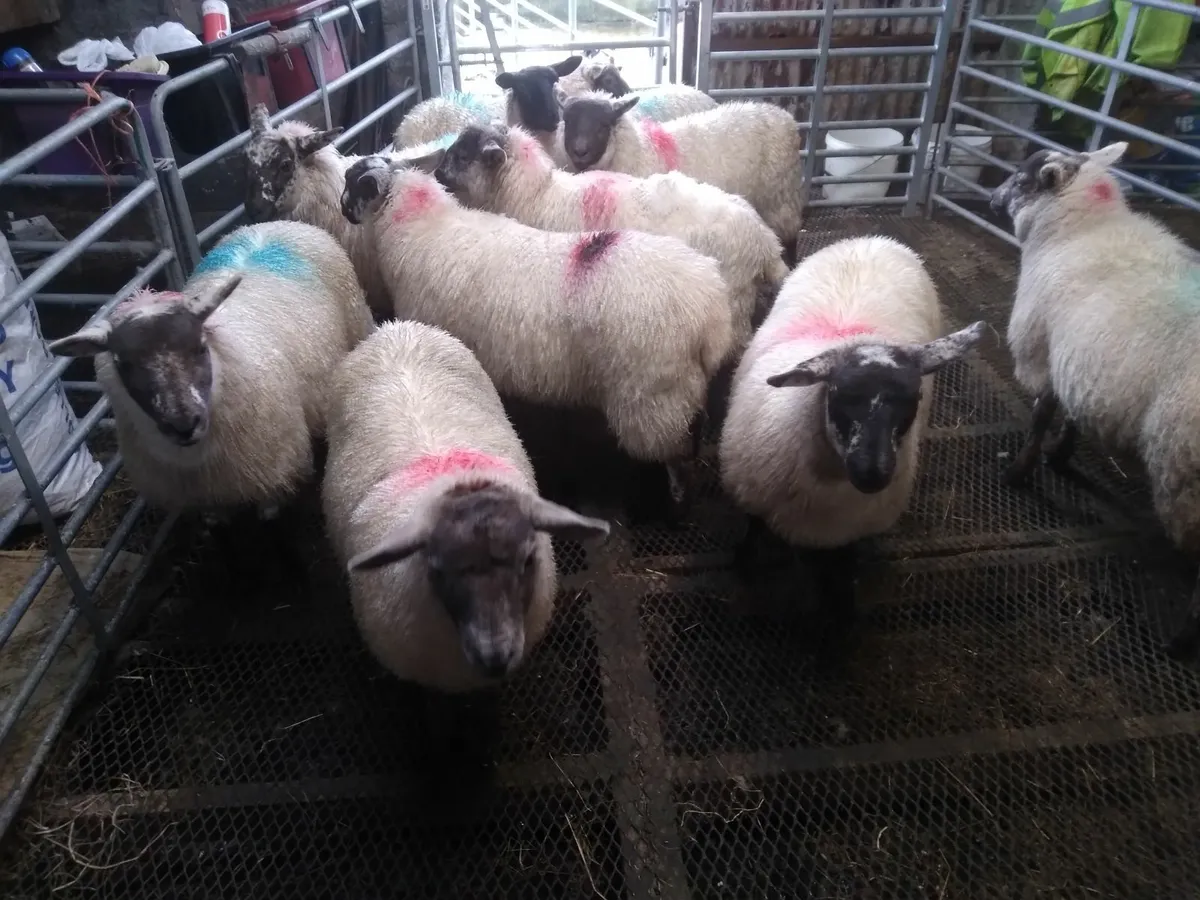 Suffolk Hilltex Cross Ewe Lambs - Image 4