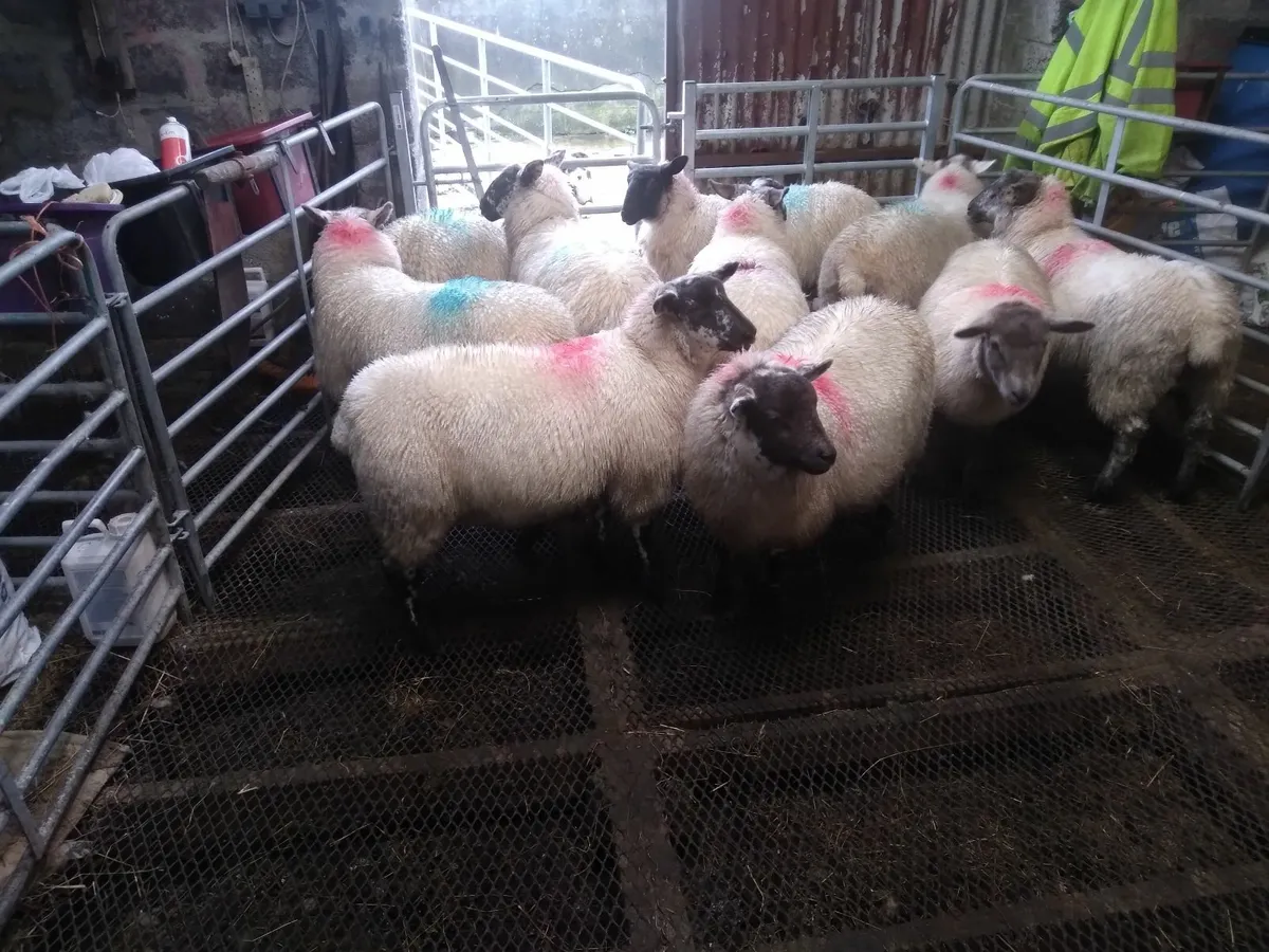 Suffolk Hilltex Cross Ewe Lambs - Image 2