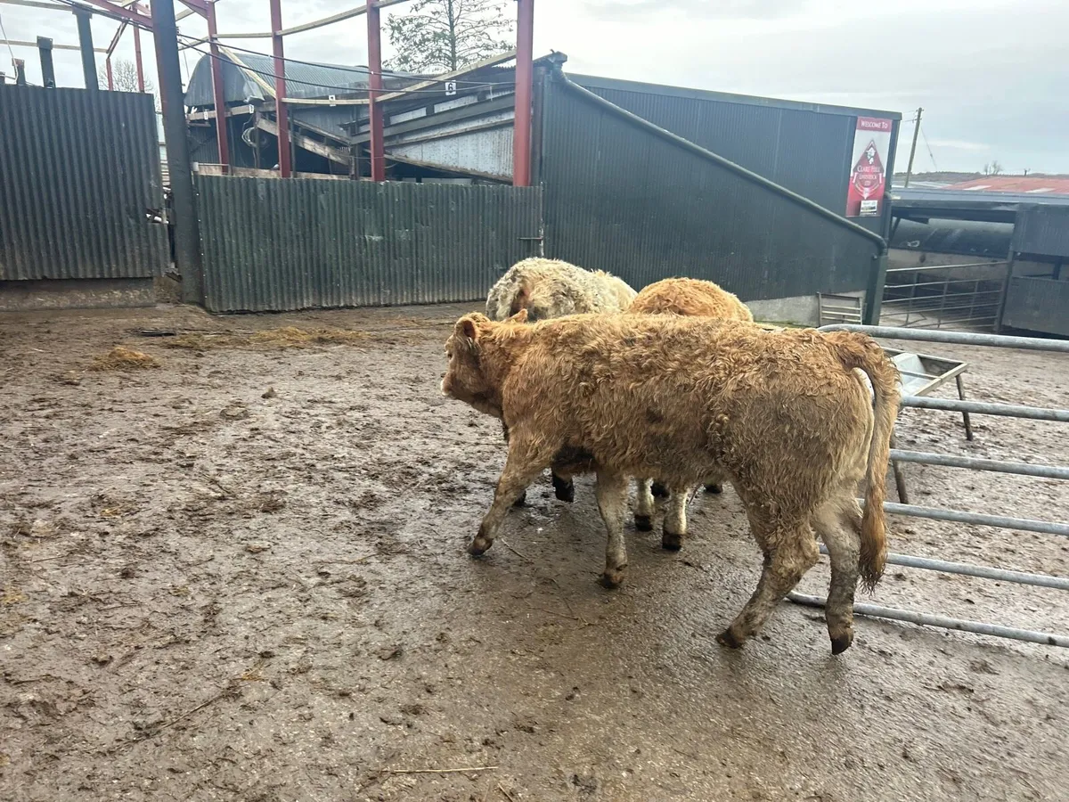 3 u grade 300 kg charlaois heifers - Image 1