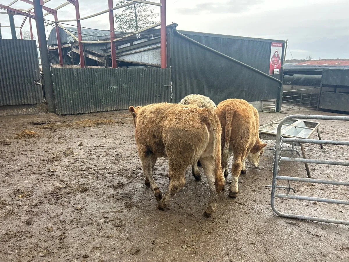3 u grade 300 kg charlaois heifers - Image 2