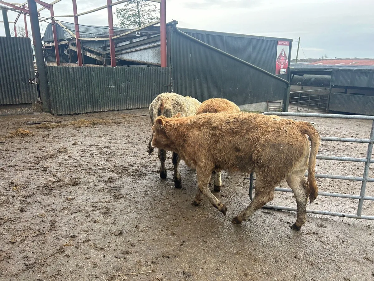 3 u grade 300 kg charlaois heifers - Image 3