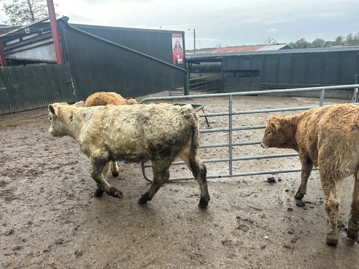 3 u grade 300 kg charlaois heifers - Image 4