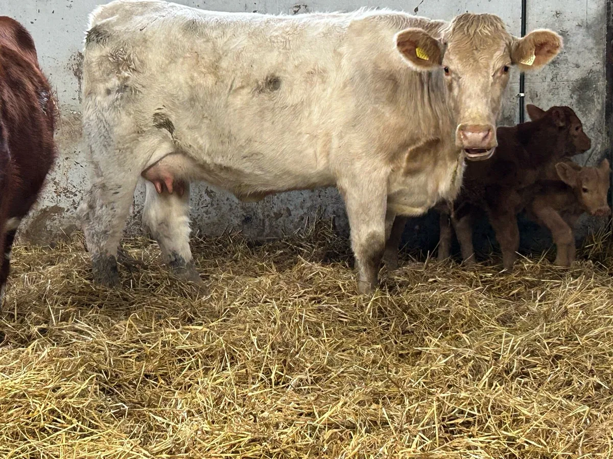 First calved heifer and bull calf - Image 2