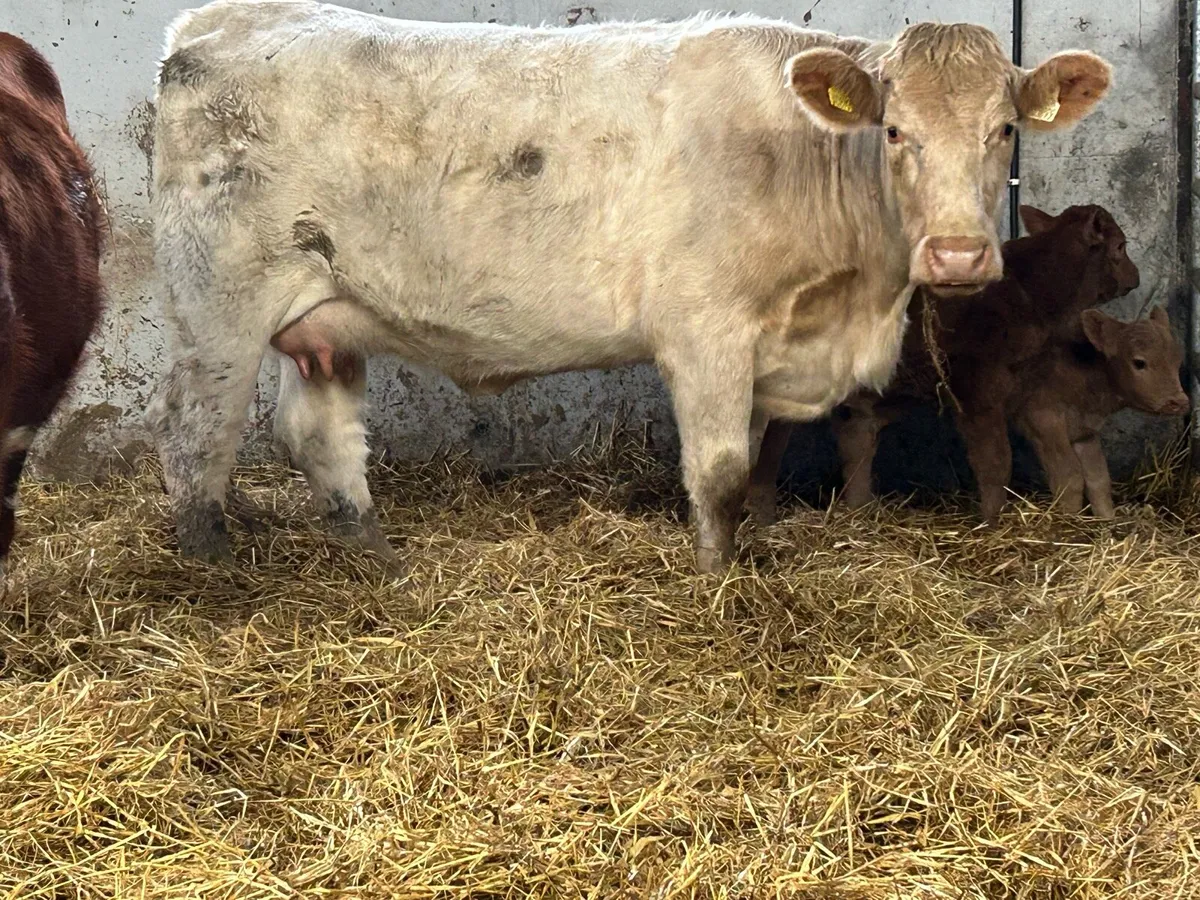 First calved heifer and bull calf - Image 3