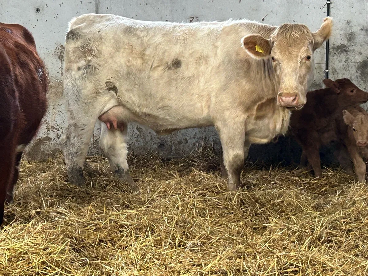 First calved heifer and bull calf - Image 4