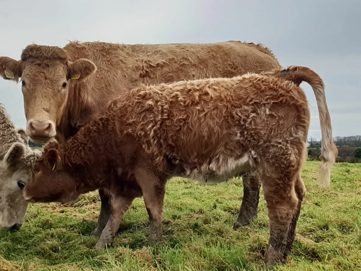 ORGANIC COW WITH CALF AT FOOT - Image 1