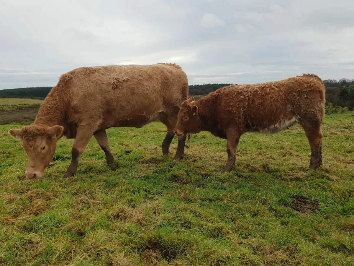 ORGANIC COW WITH CALF AT FOOT - Image 2