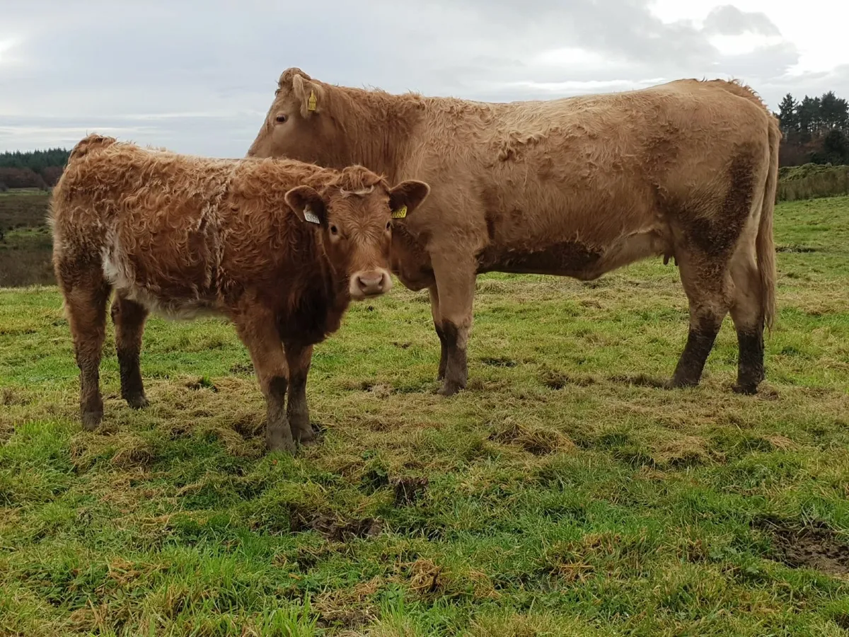 ORGANIC COW WITH CALF AT FOOT - Image 3