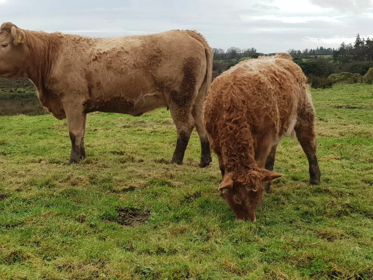 ORGANIC COW WITH CALF AT FOOT - Image 4