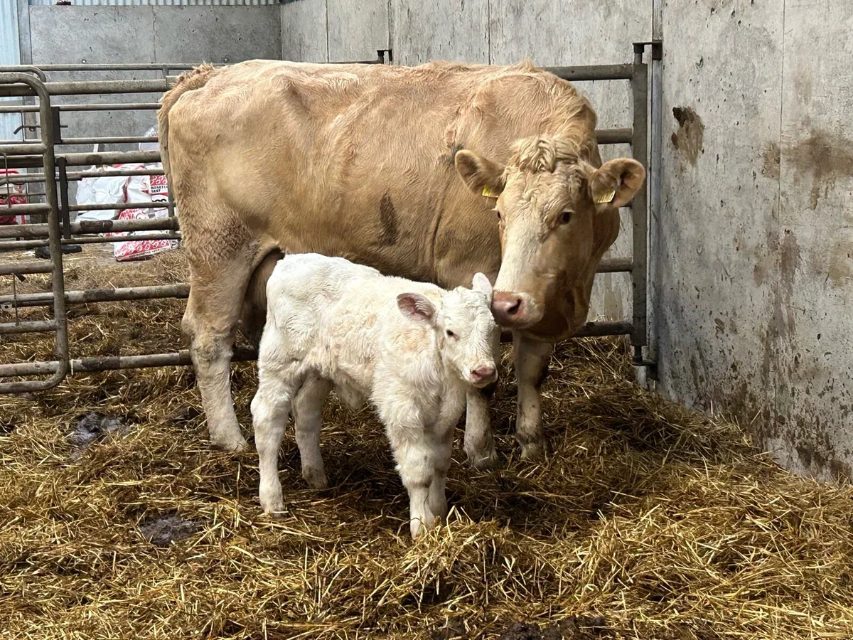 Second calved charlois cow and bull calf - Image 1