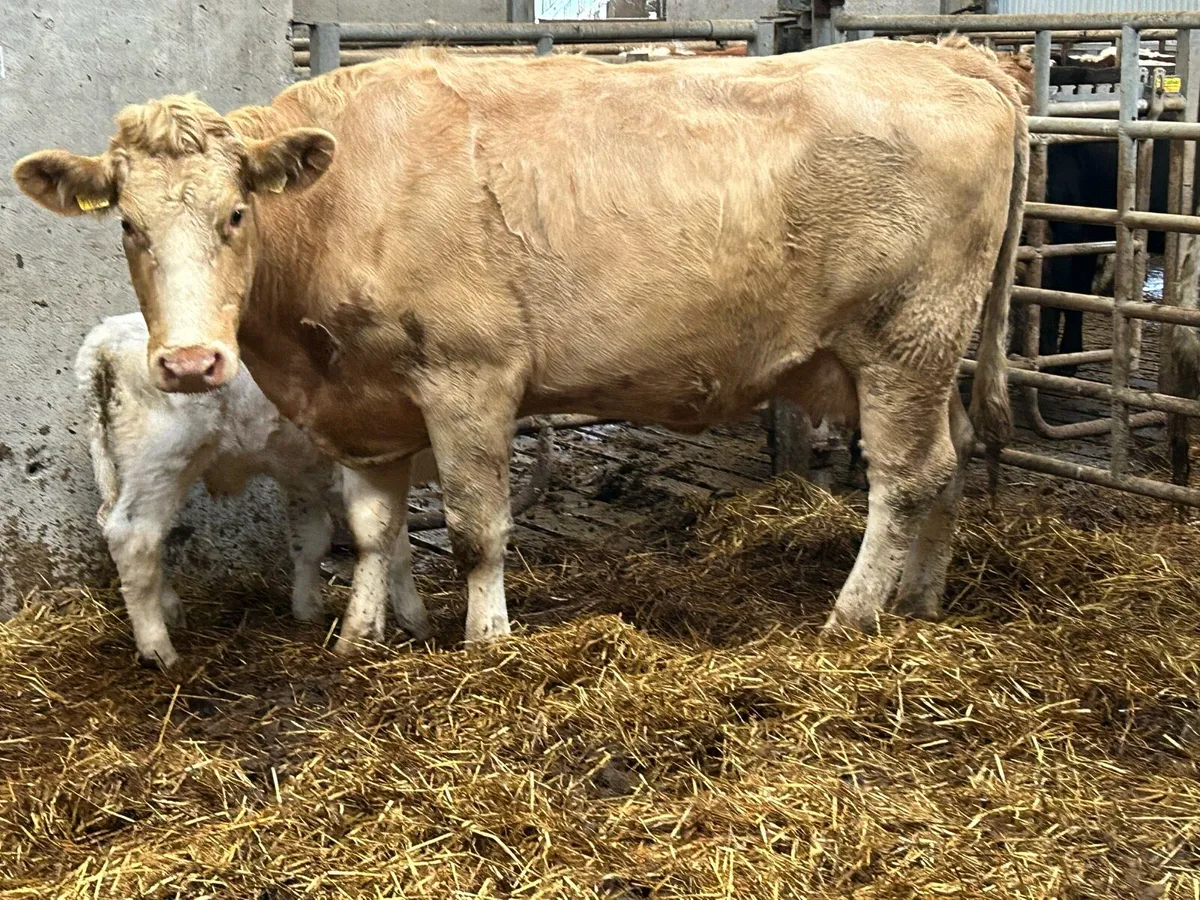 Second calved charlois cow and bull calf - Image 2