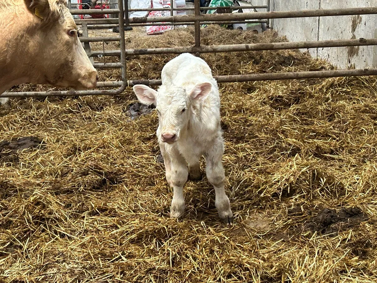 Second calved charlois cow and bull calf - Image 3