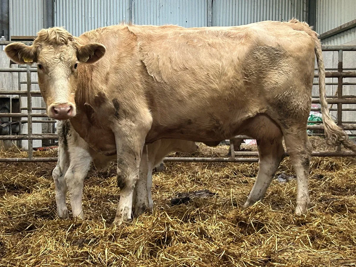 Second calved charlois cow and bull calf - Image 4