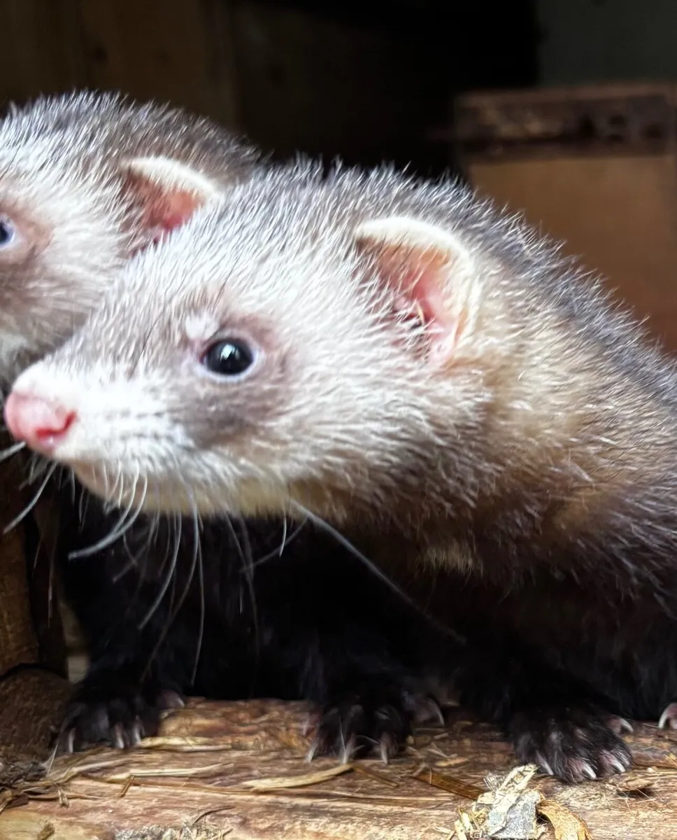 Ferrets - Image 2