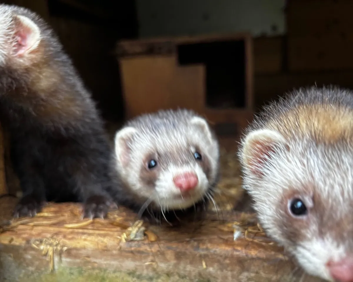 Ferrets - Image 4
