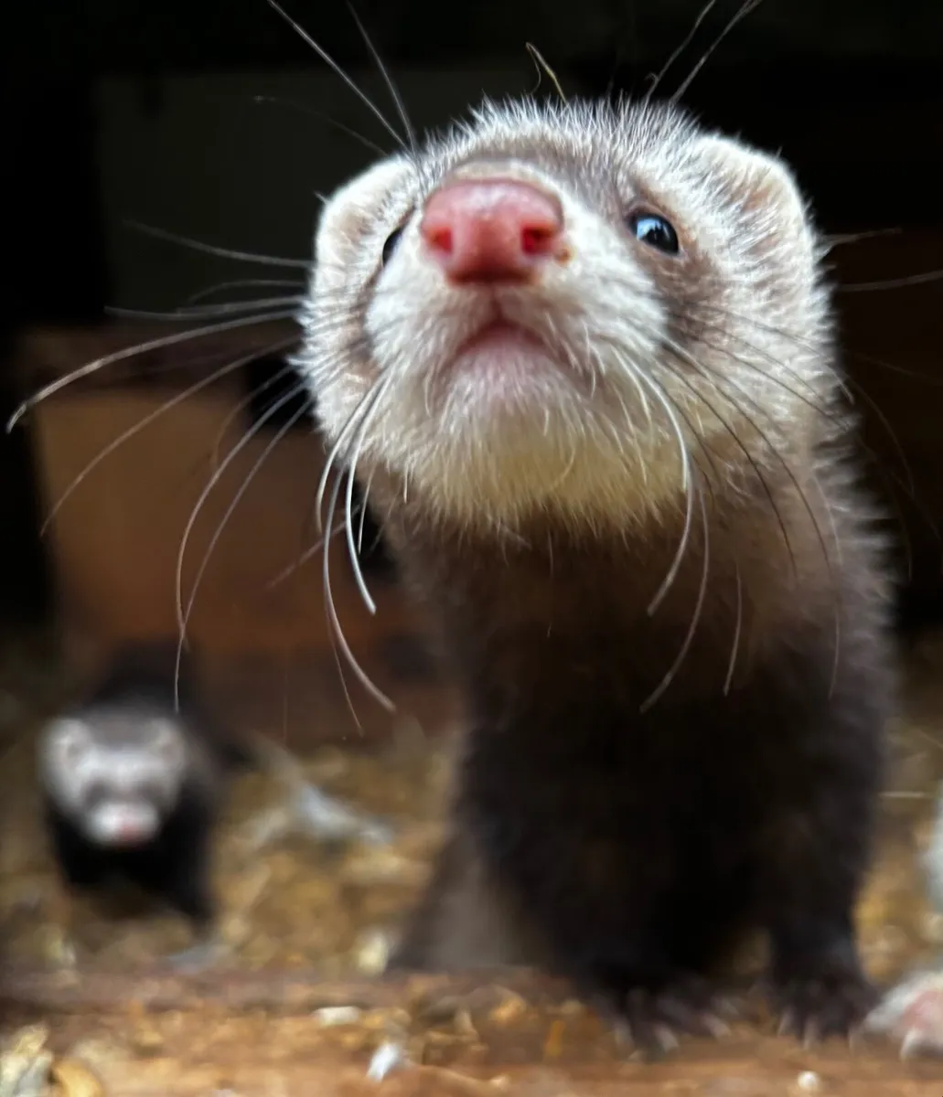 Ferrets - Image 1