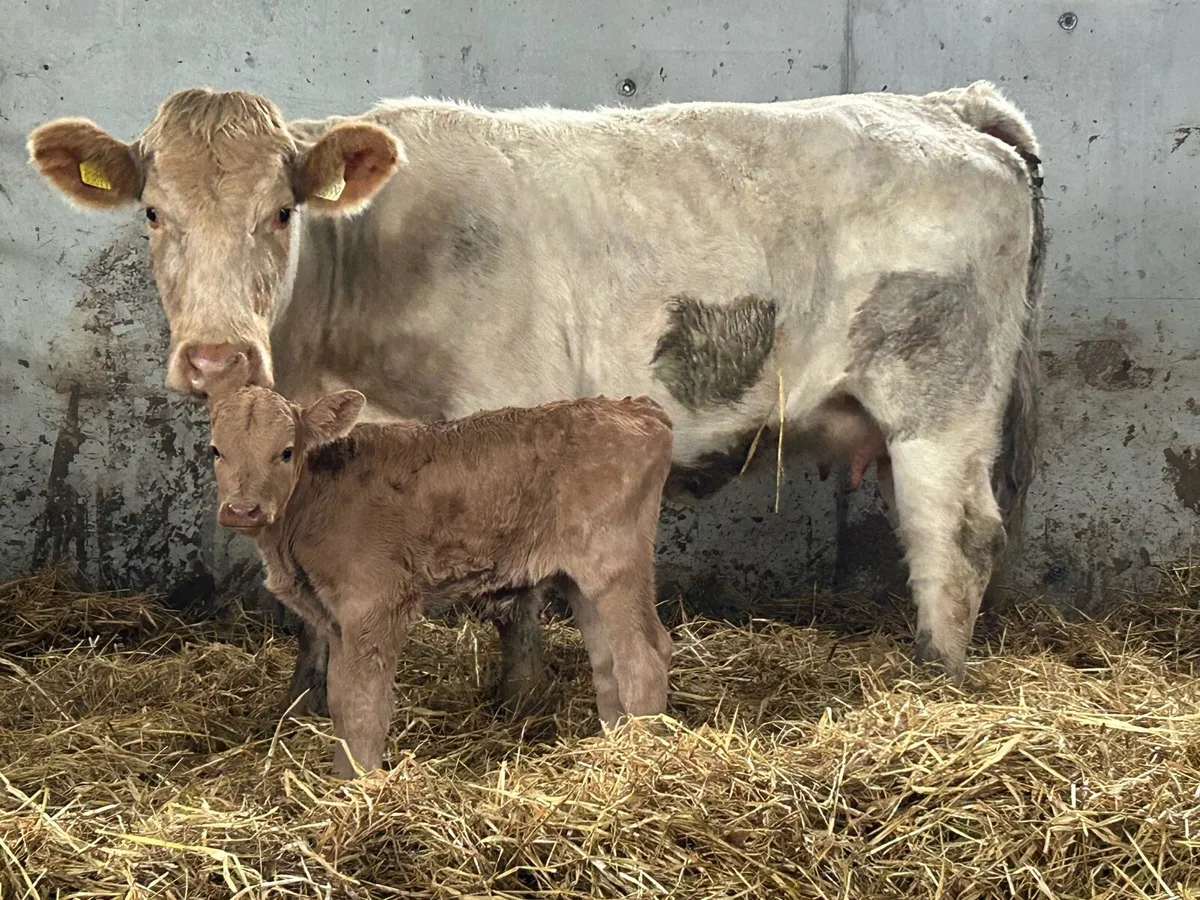 First calved heifer and bull calf - Image 1