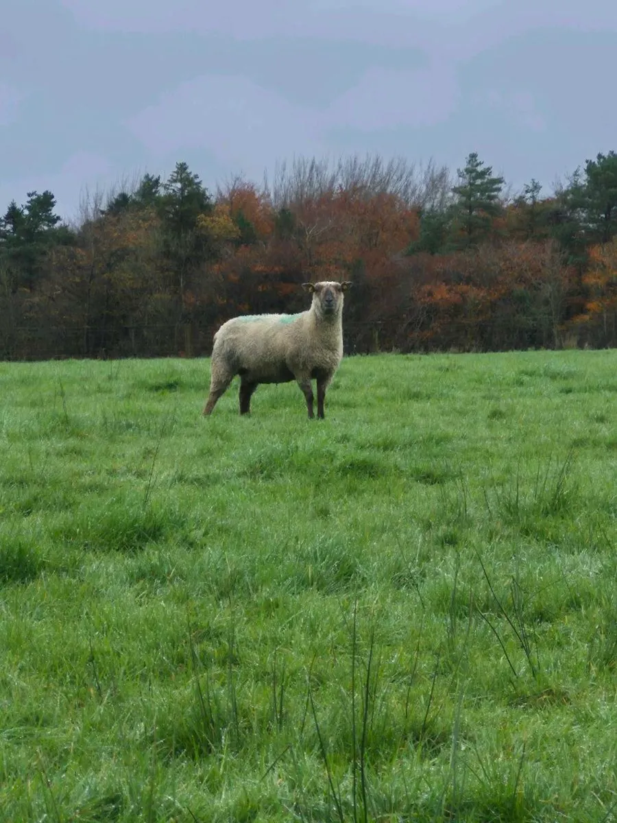 Ewe lambs - Image 1