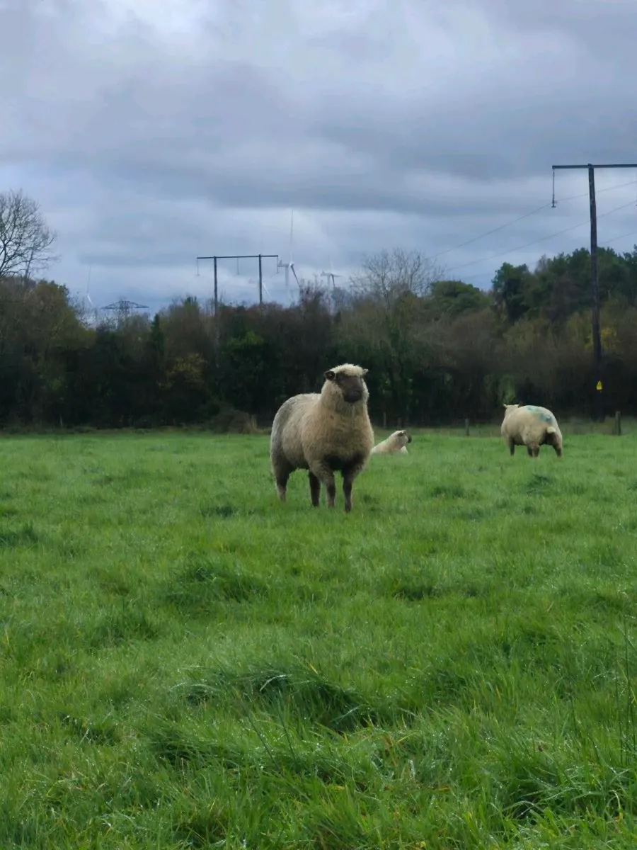 Ewe lambs - Image 3