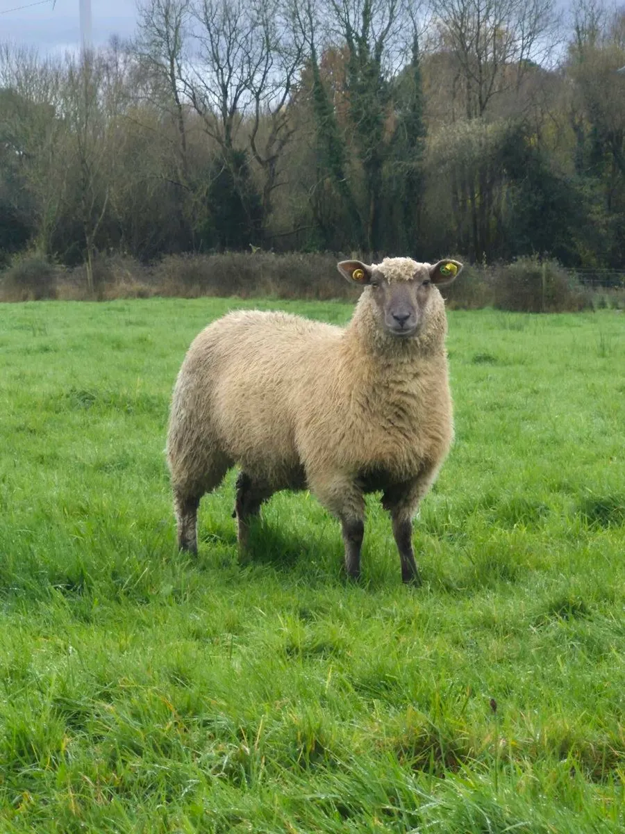 Ewe lambs - Image 4