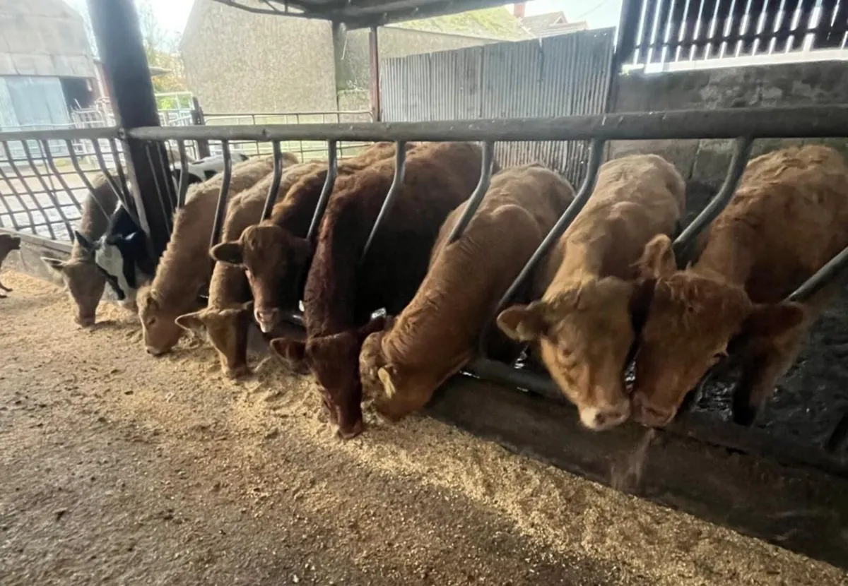 Cattle Sale Entry - Image 1