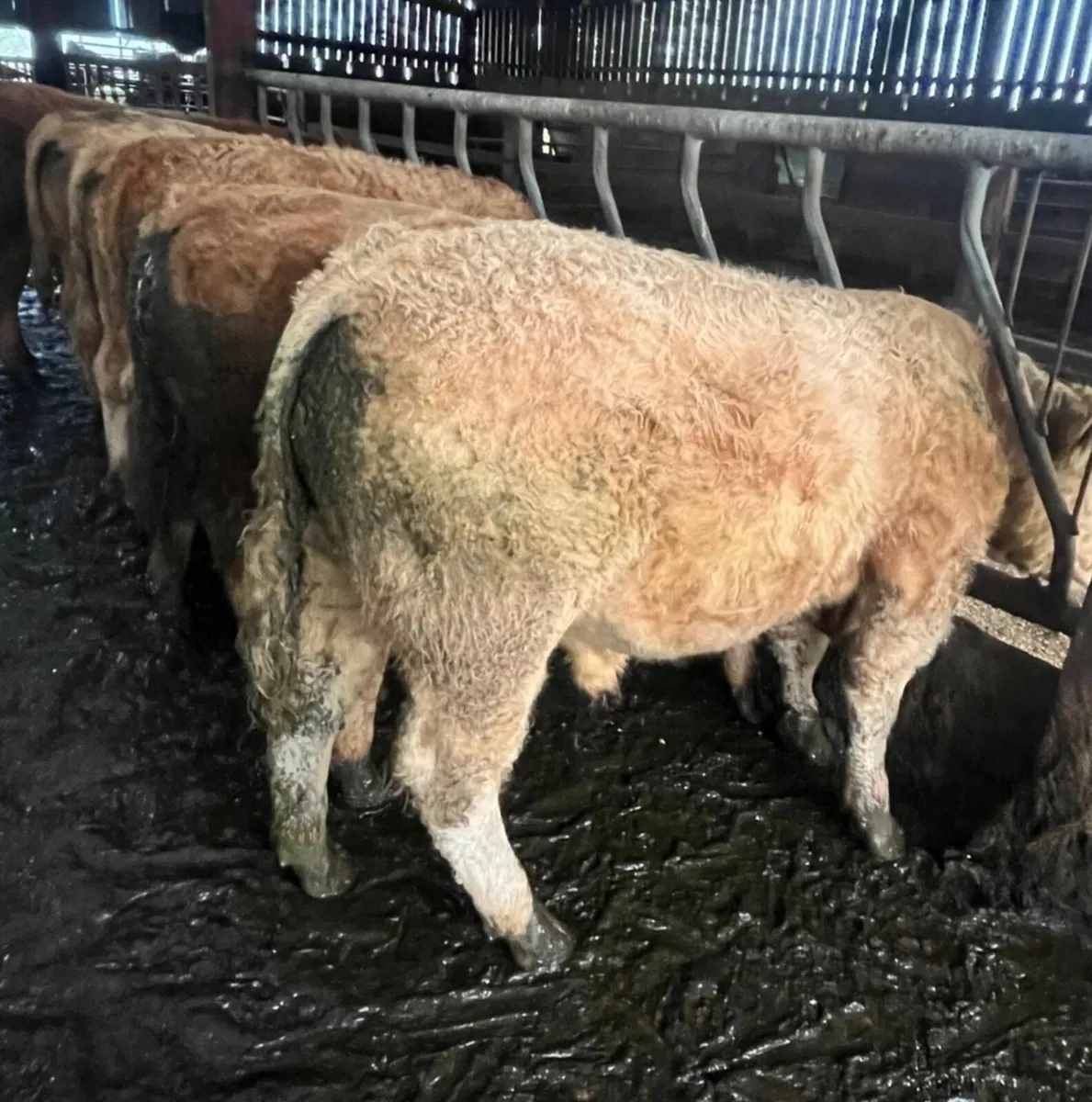 Cattle Sale Entry - Image 2