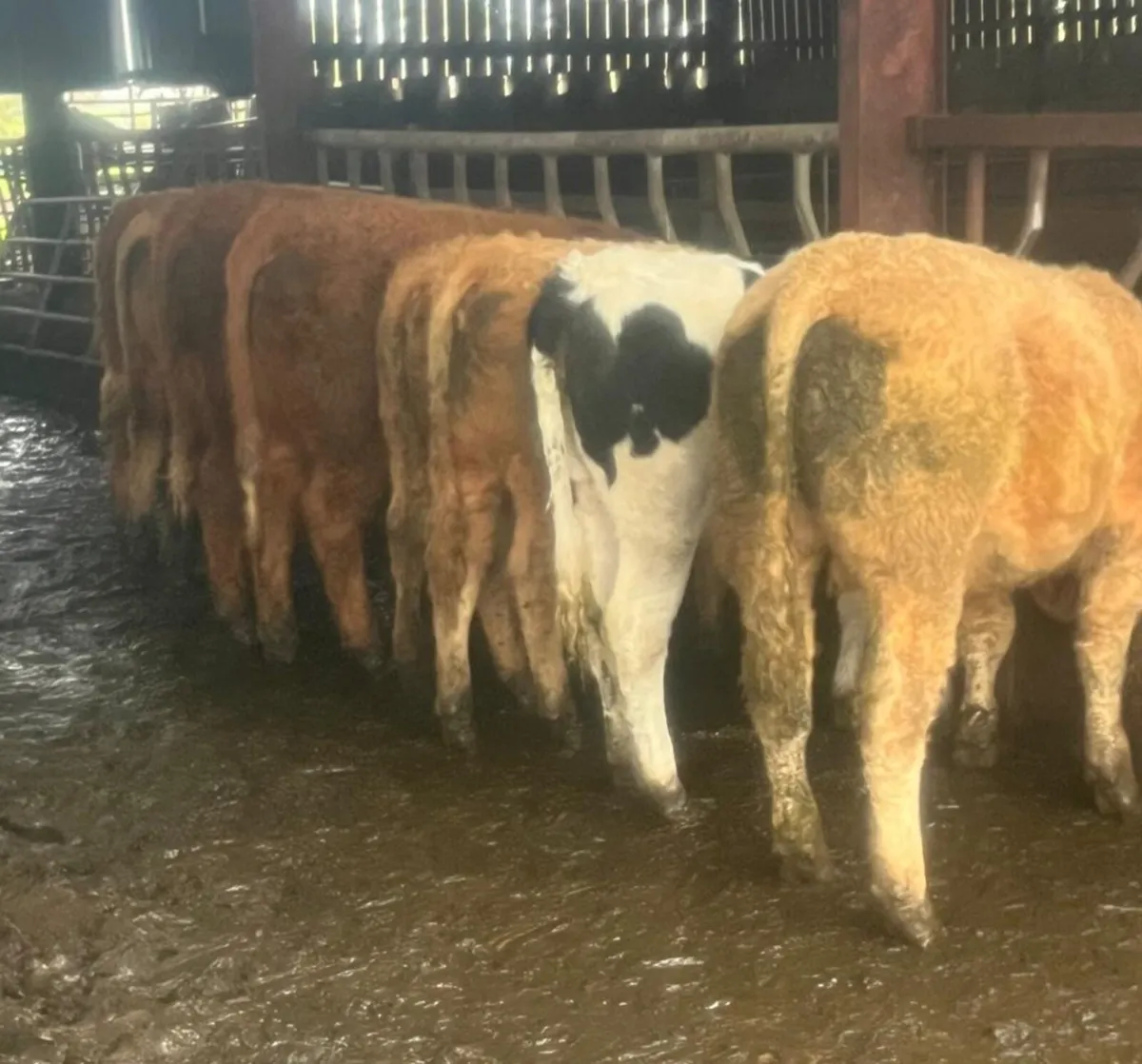 Cattle Sale Entry - Image 3