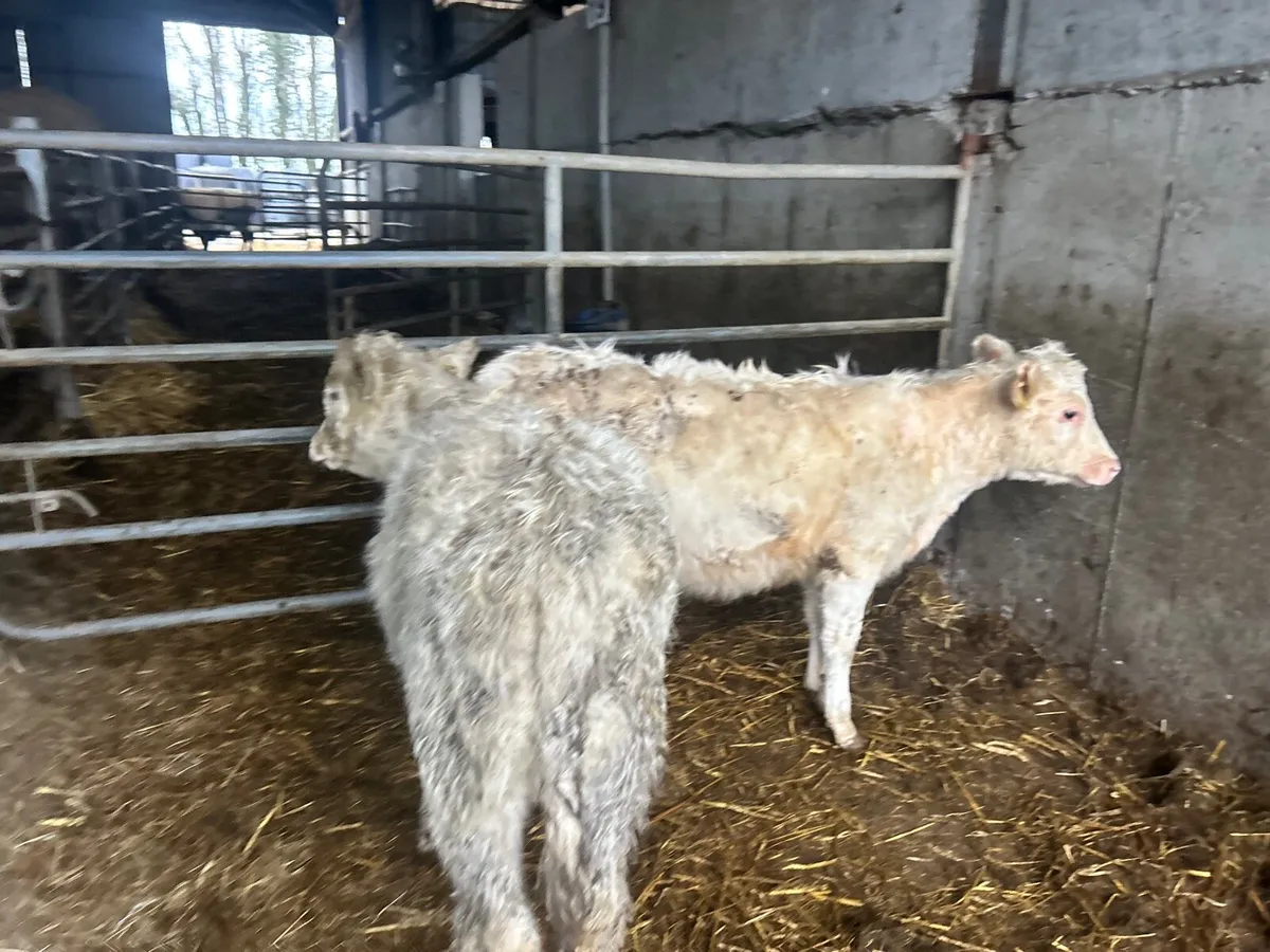 2 suckler bred charlaois runner heifers - Image 2