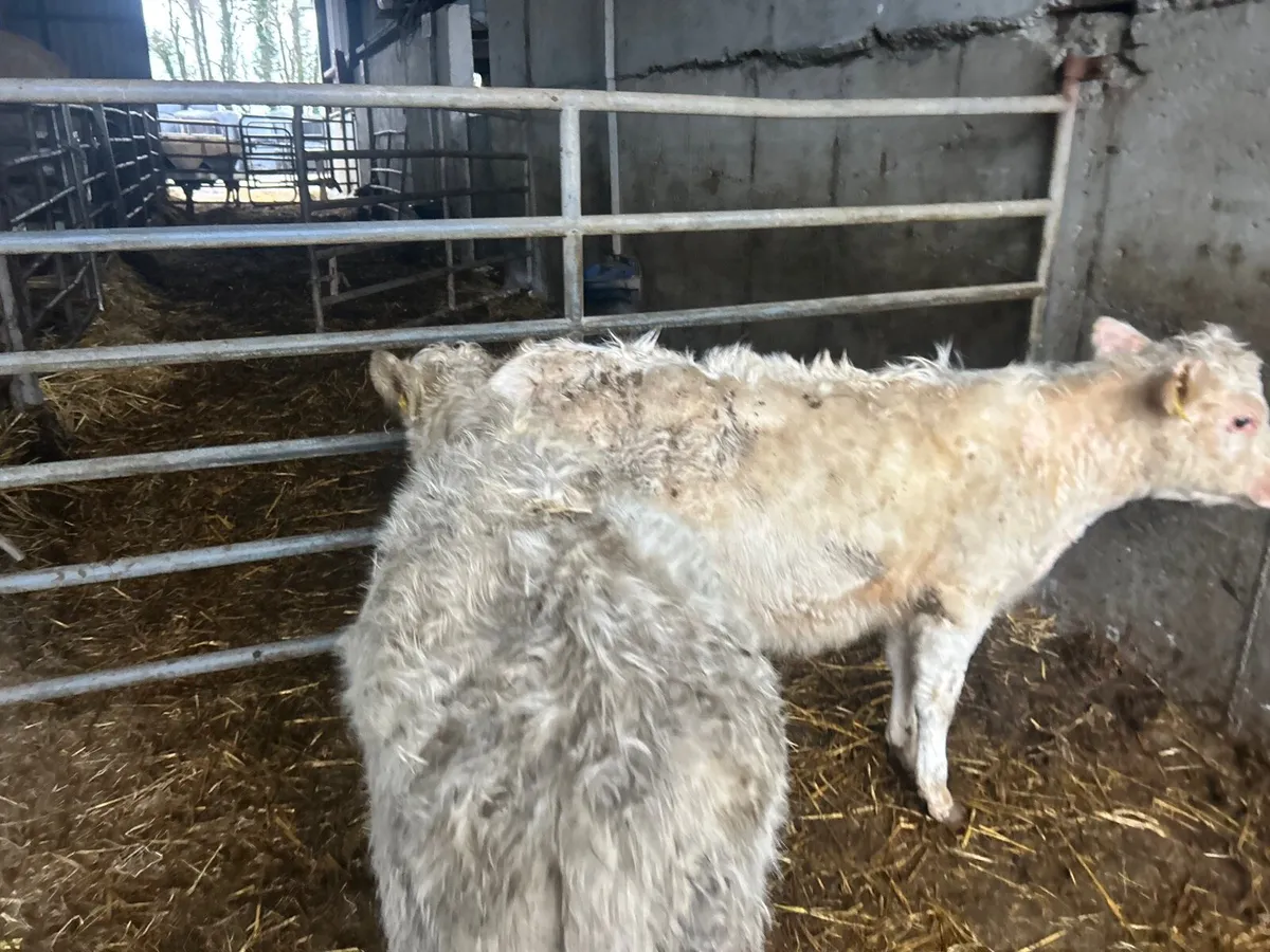 2 suckler bred charlaois runner heifers - Image 3