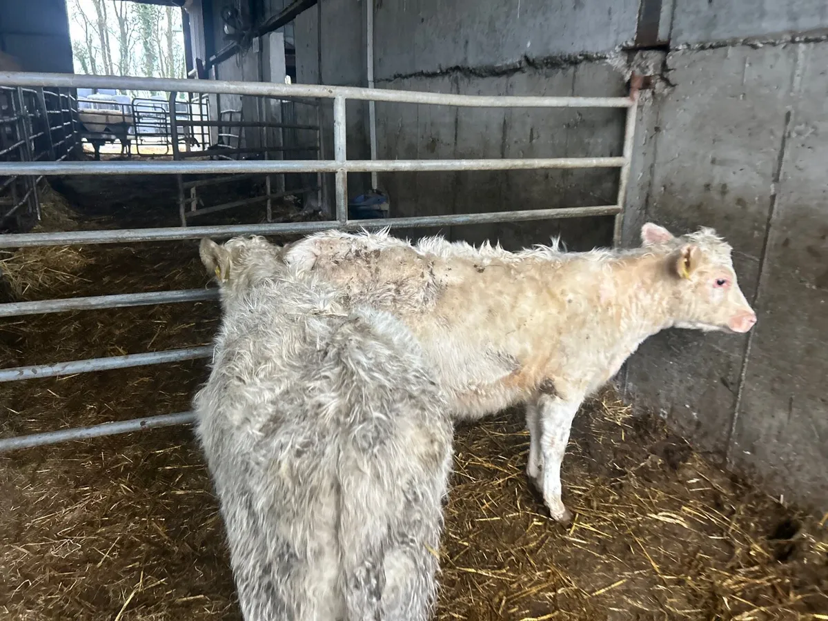 2 suckler bred charlaois runner heifers - Image 4