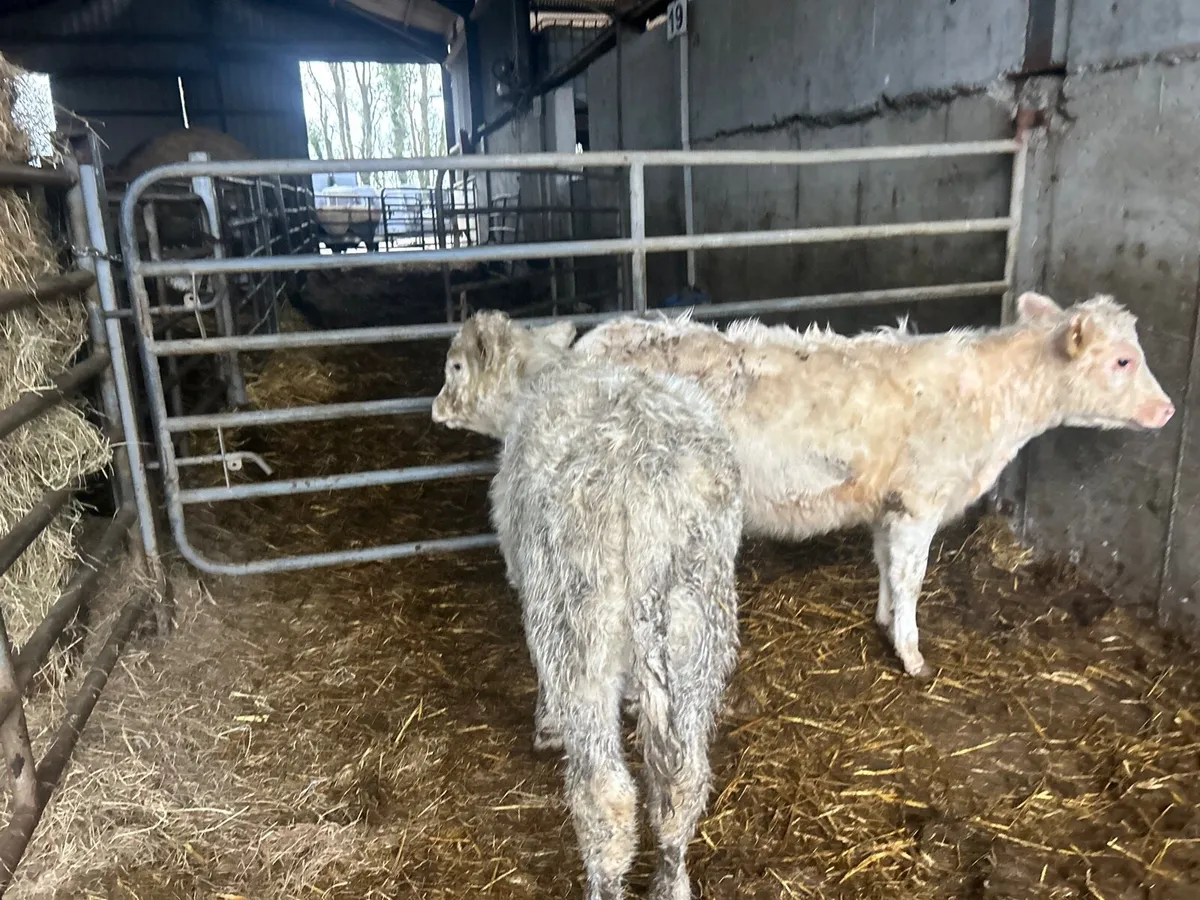 2 suckler bred charlaois runner heifers - Image 1