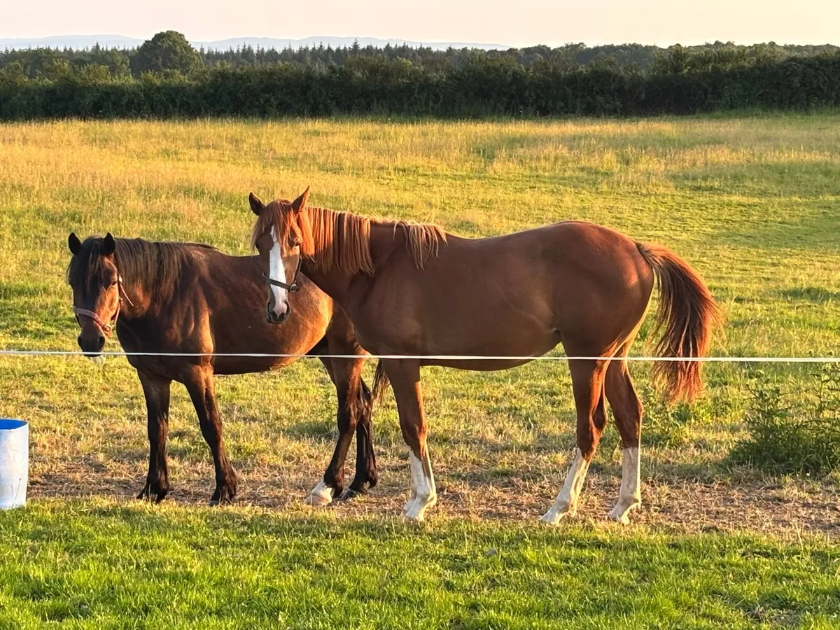 ISH yearling to make 16.3hh - Image 3