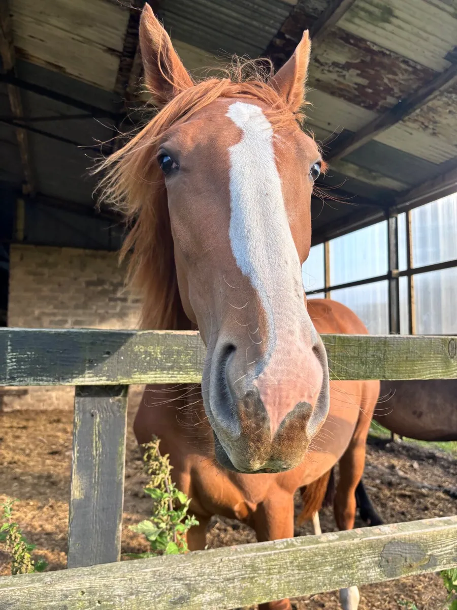 ISH yearling to make 16.3hh - Image 4