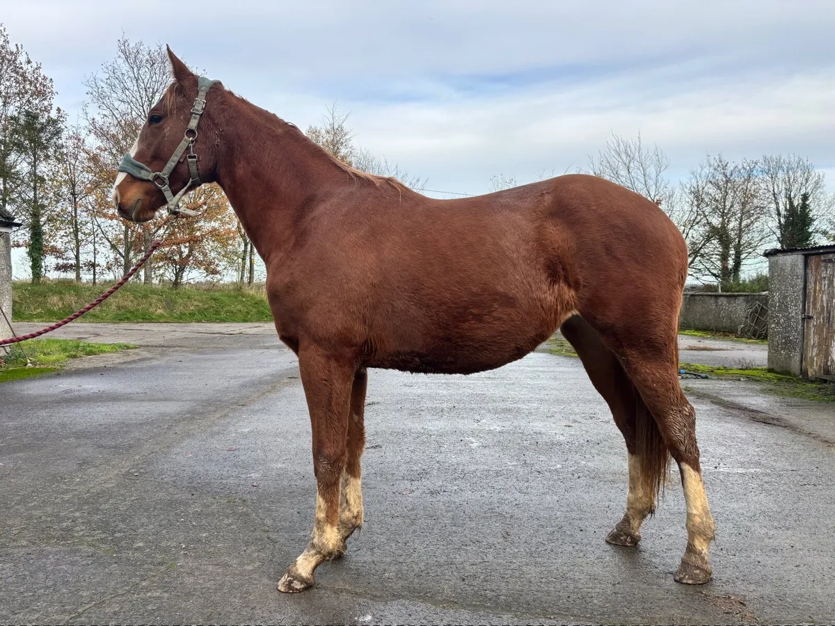 ISH yearling to make 16.3hh - Image 1