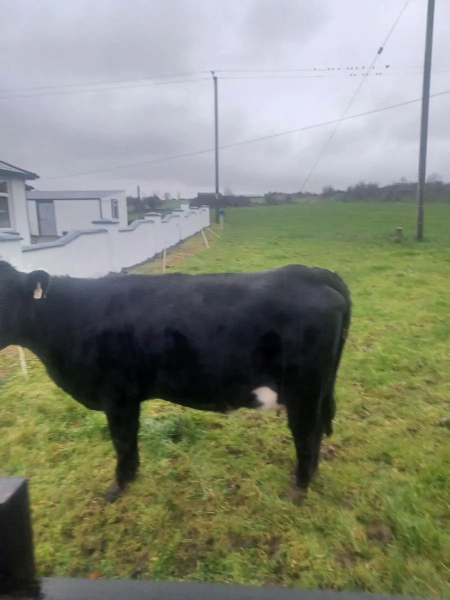 Springer Heifer for sale - Image 1
