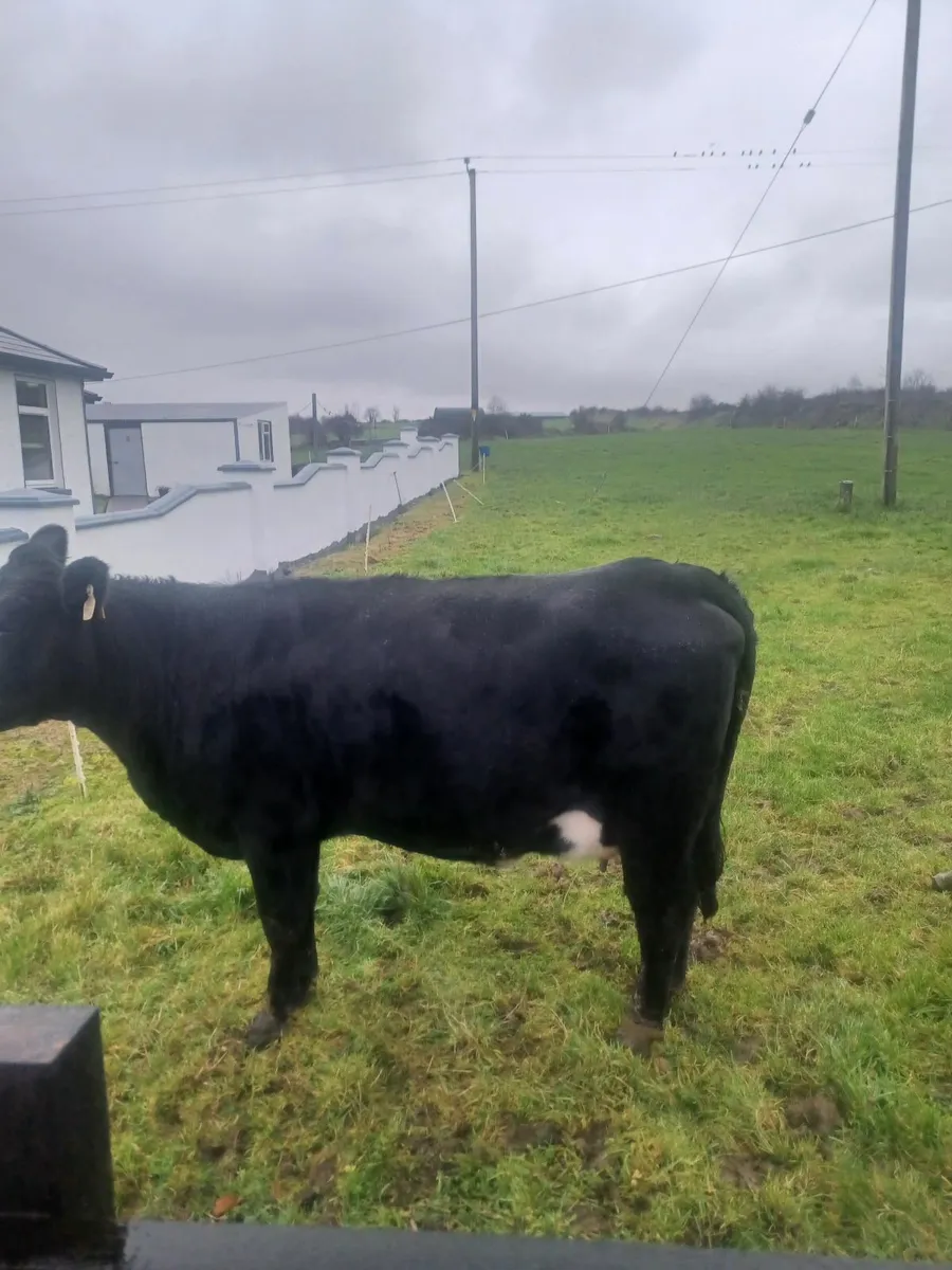 Springer Heifer for sale - Image 2