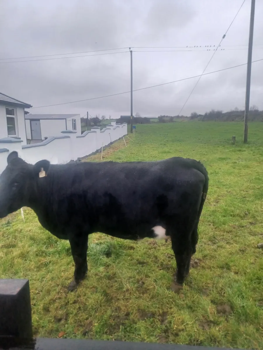 Springer Heifer for sale - Image 3