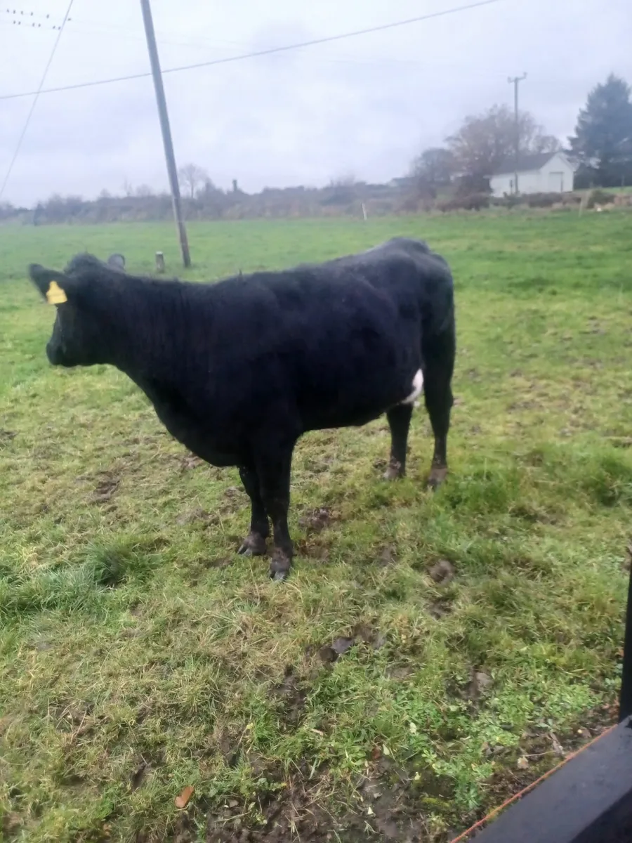 Springer Heifer for sale - Image 4