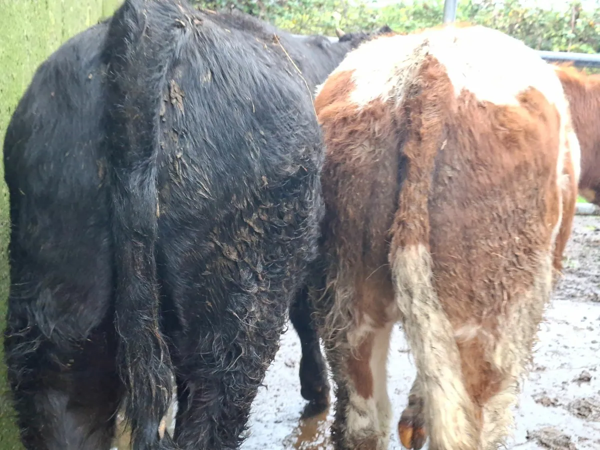 Angus And Limousine Bulls - Image 3