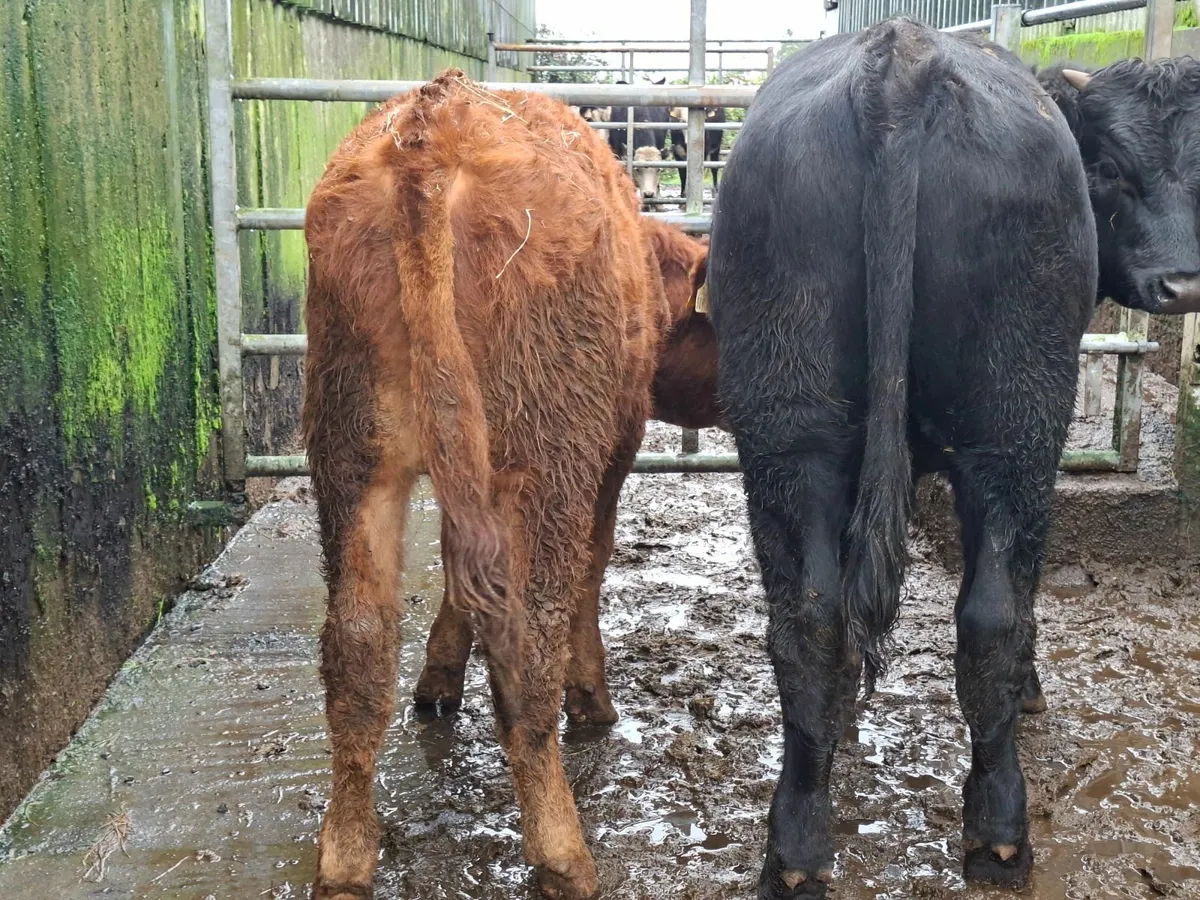 Angus And Limousine Bulls - Image 4