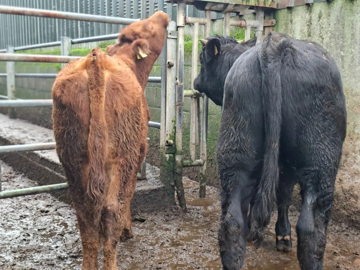 Angus And Limousine Bulls - Image 1