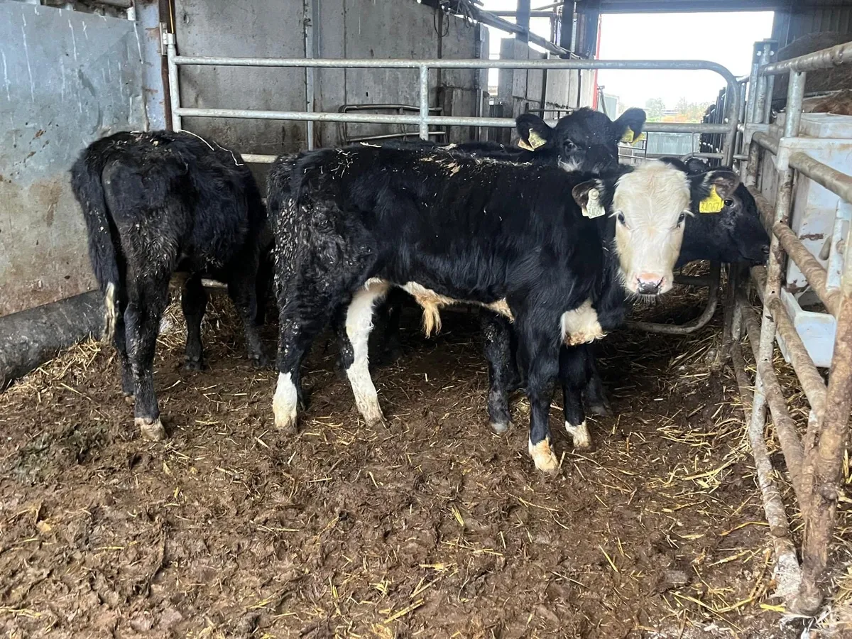 4 Hereford and Angus bull weanlings - Image 1