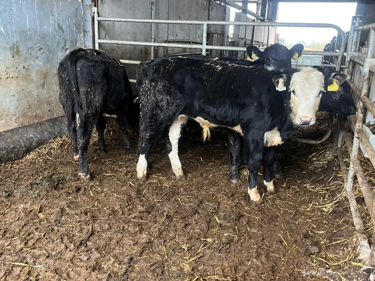 4 Hereford and Angus bull weanlings - Image 2