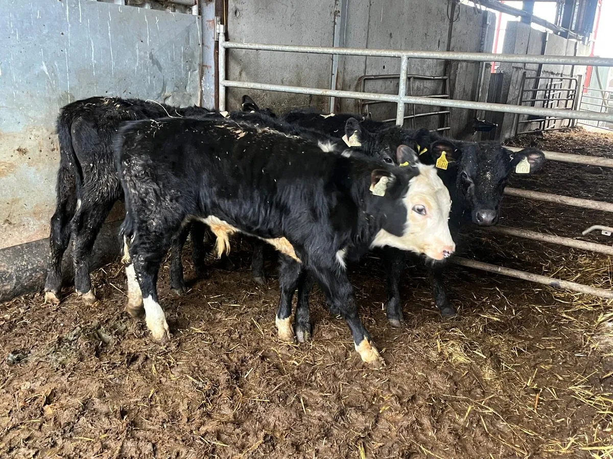 4 Hereford and Angus bull weanlings - Image 4