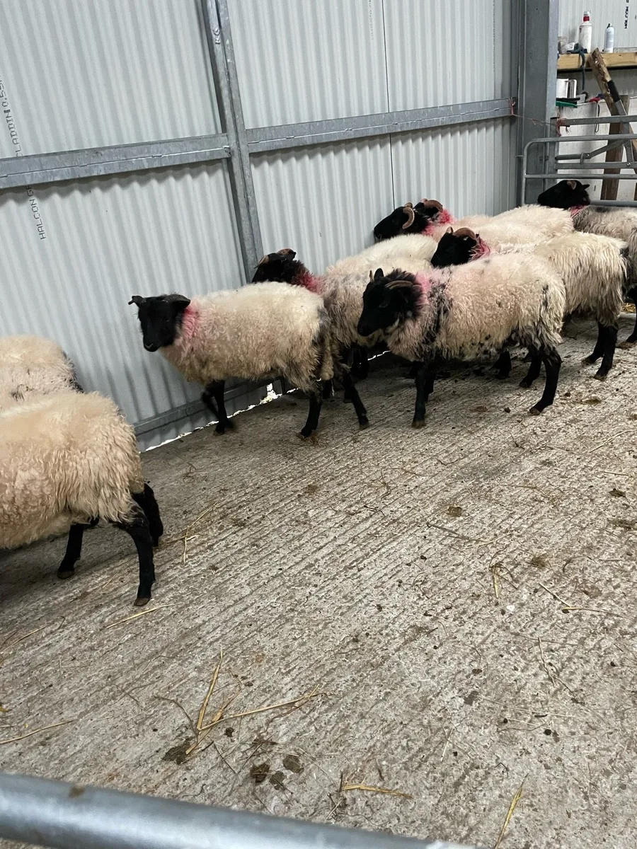 Blackface ewe lambs - Image 1