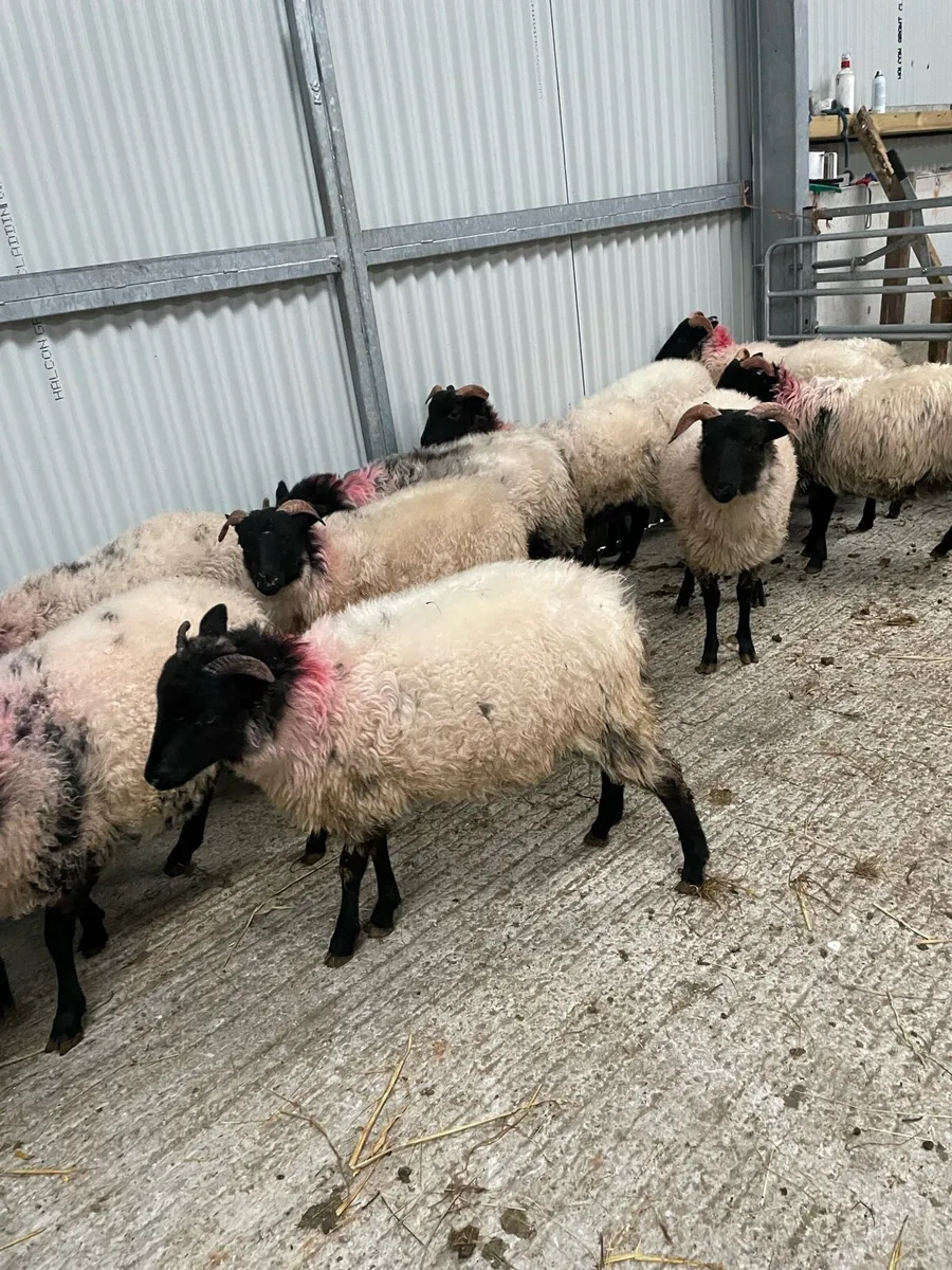 Blackface ewe lambs - Image 2