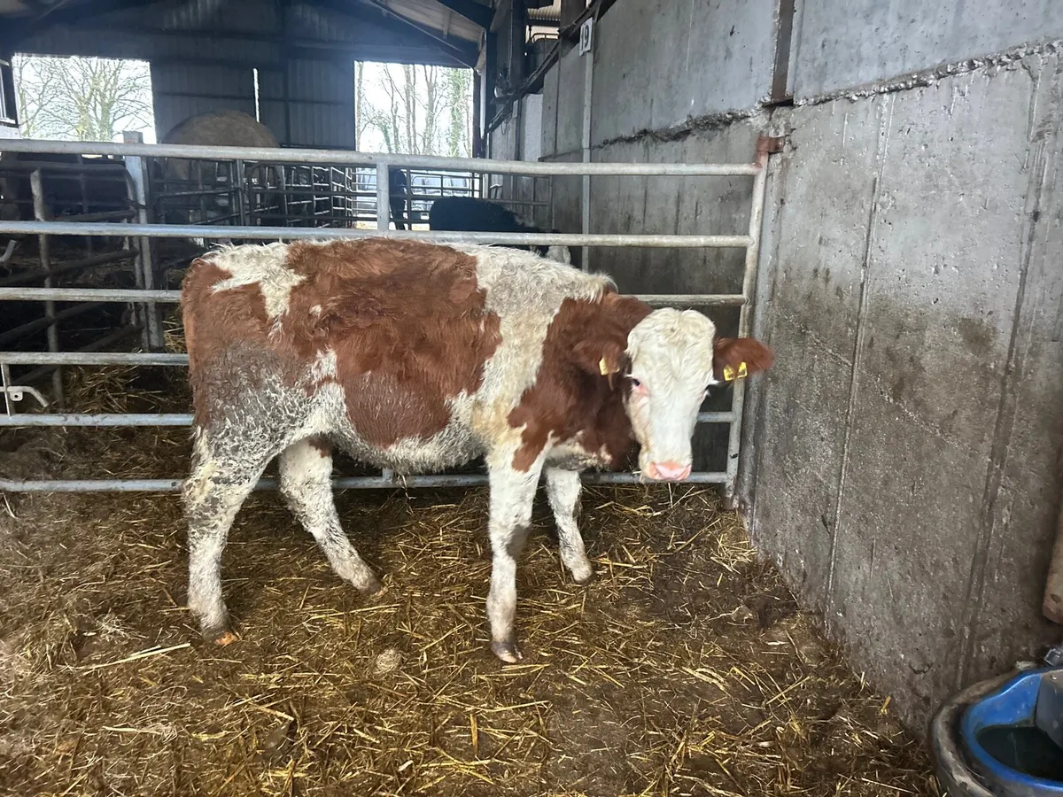 Super 300 kg red Simmental  heifers - Image 4