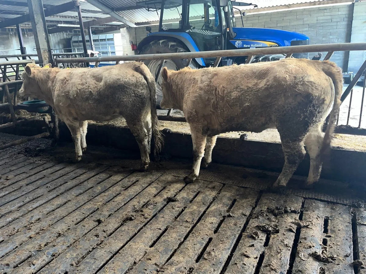 2 smashing Charolais heifers - Image 1