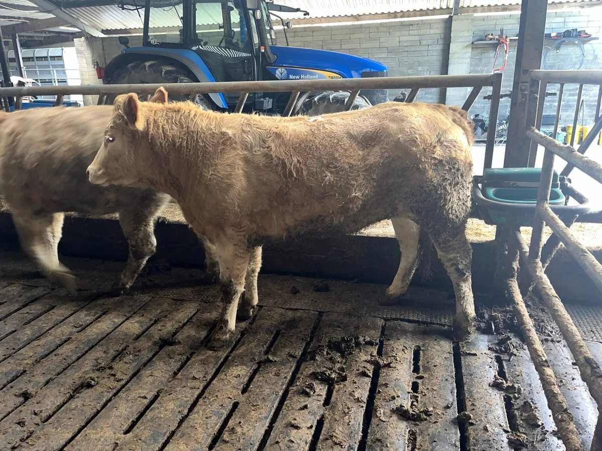 2 smashing Charolais heifers - Image 2